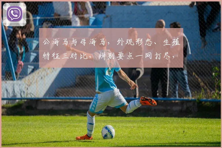 公海马与母海马，外观形态、生殖特征三对比，辨别要点一网打尽，轻松识别